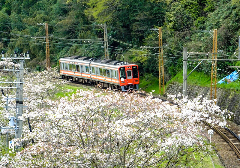 桜並木