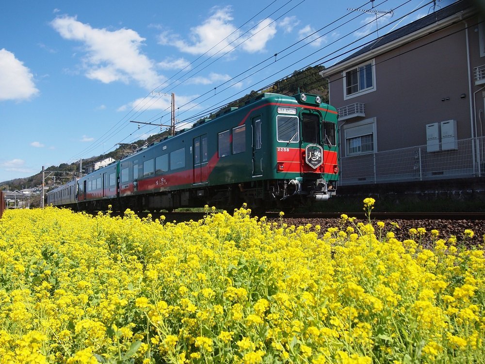 菜の花／ヒマワリスポット.JPG